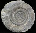 Dactylioceras Ammonite - UK #42626-1